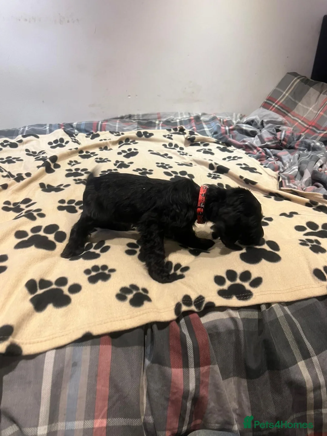 Cockapoo dogs for sale: Cocker spaniel/ cocapoo  - Advert 23