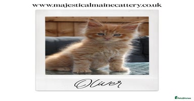 Maine Coon cats - Advert 6