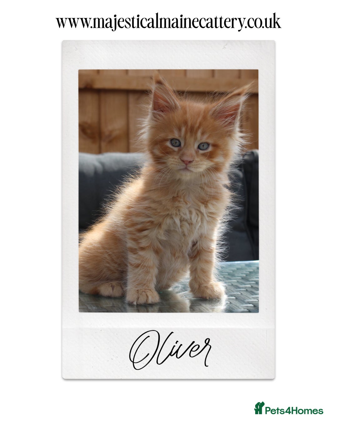 Maine Coon cats for sale: TICA registered, Blue Solid Maine Coon kittens - Image 4