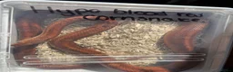 Corn Snake reptiles for sale: Hypo blood red corn snake female in Plymouth - Advert 10