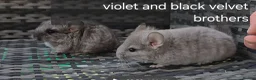 Chinchilla rodents for sale: Beautiful chinchillas - various colours - Advert 3