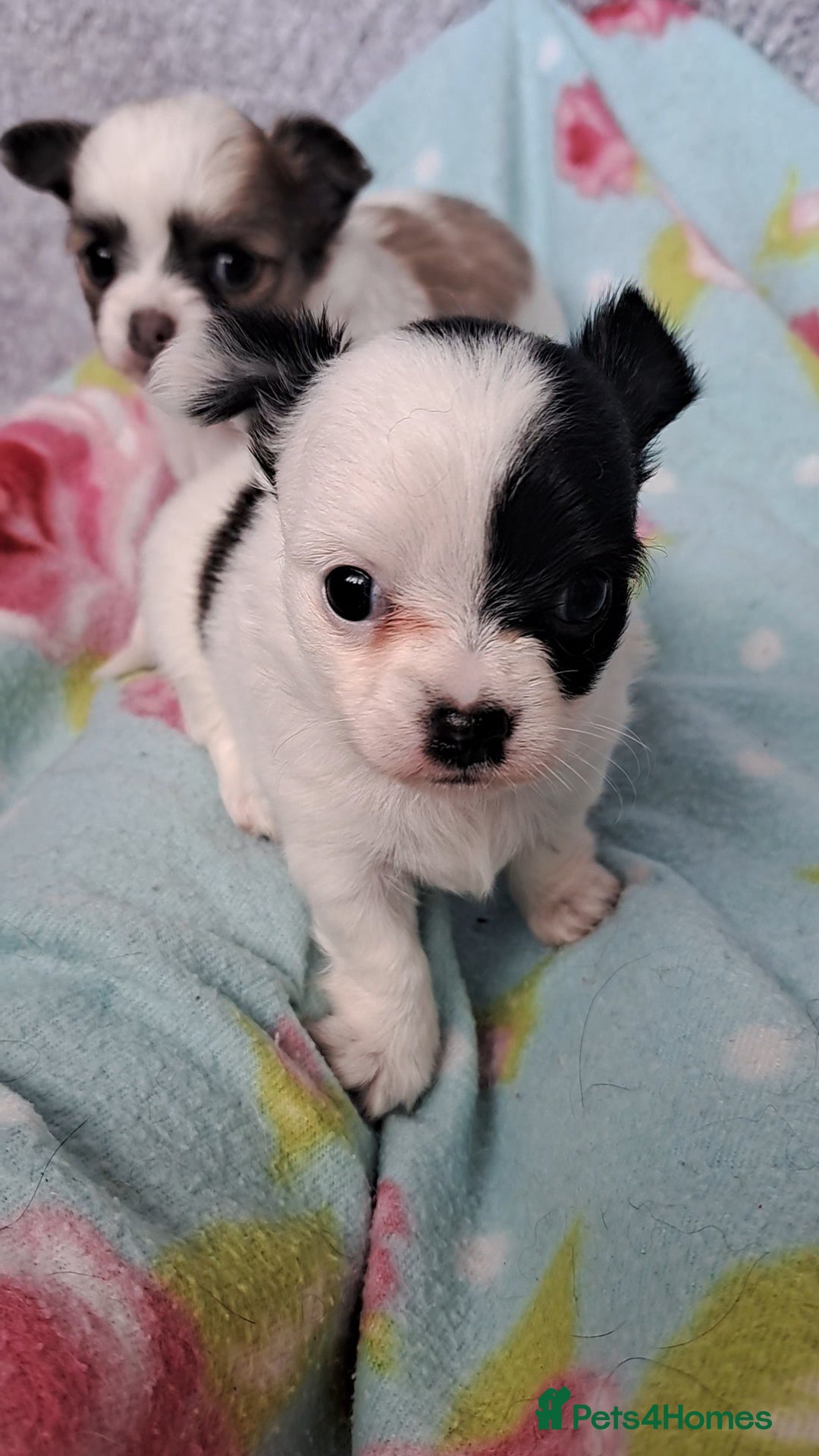 Chihuahua dogs for sale: Long Coat Chihuahua puppies - Image 16