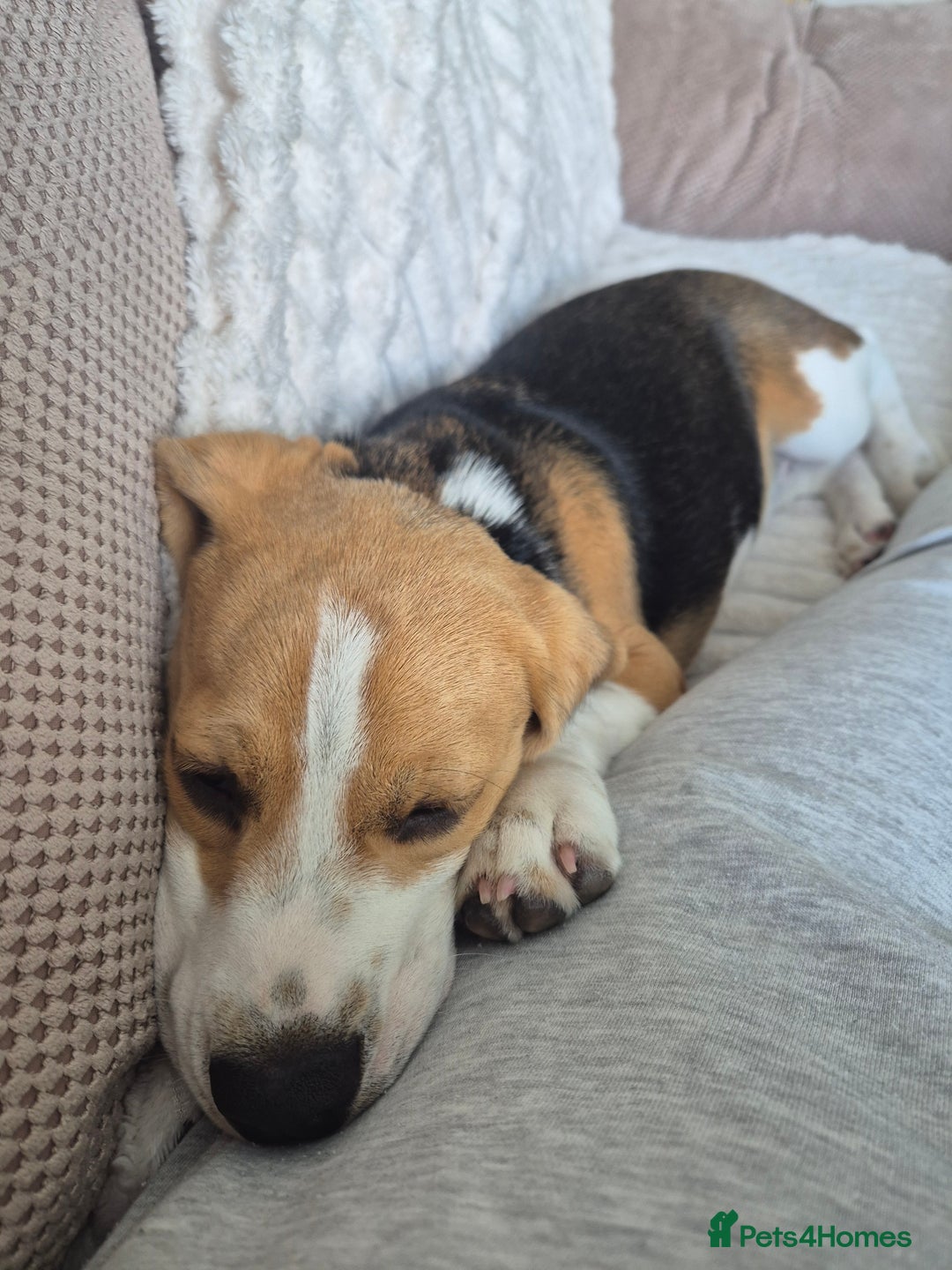 Beagle dogs for sale: Looking for a new loving family 10 mouths beagle  - Advert 15