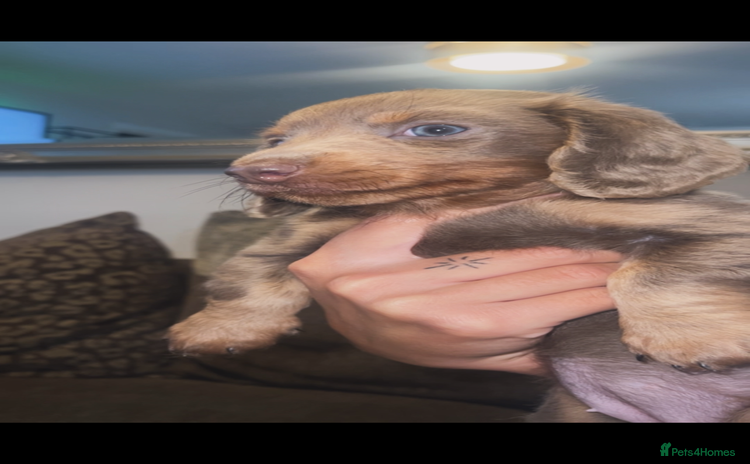 Miniature Dachshund dogs Long haired Isabella and tan miniature dachshund  - Advert 3