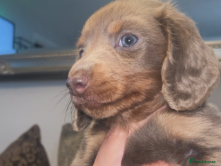 Miniature Dachshund dogs Long haired Isabella and tan miniature dachshund - Advert 11