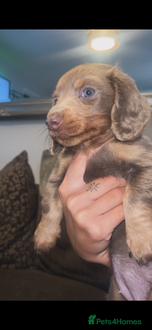 Miniature Dachshund dogs Long haired Isabella and tan miniature dachshund - Advert 3