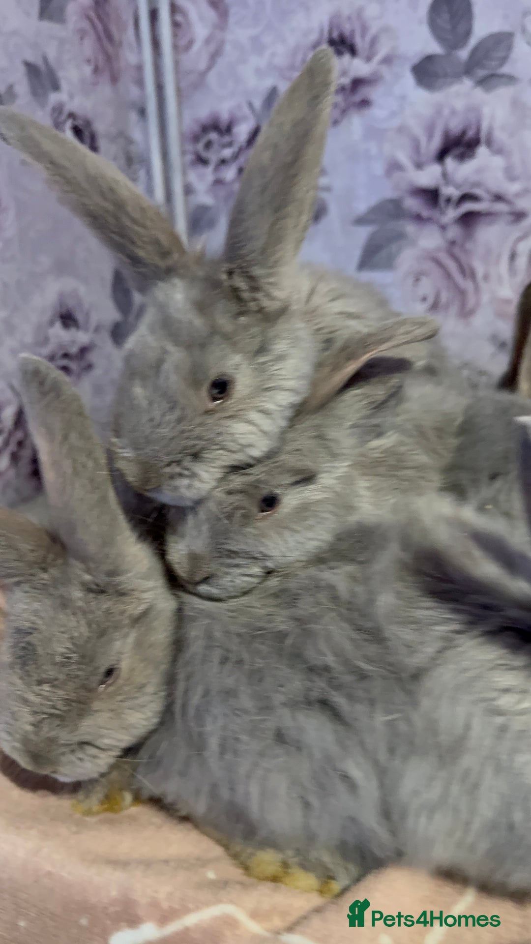 Mixed Breed rabbits for sale: French lop x Angora  - Advert 7