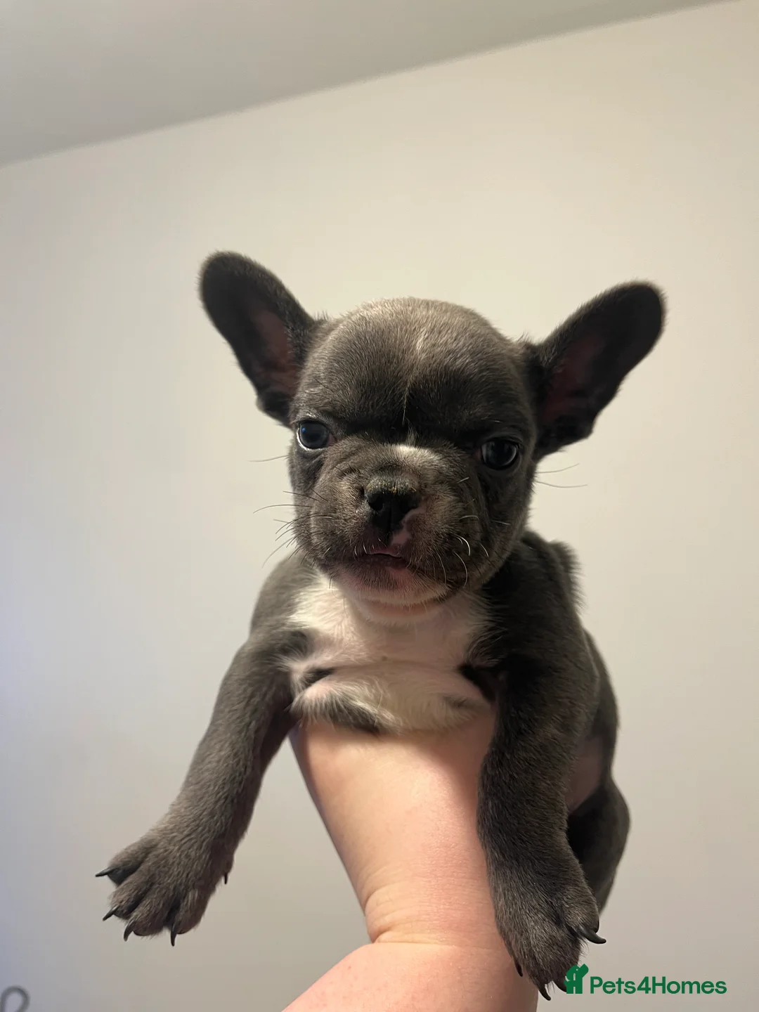 French Bulldog dogs for sale: REDUCED £800 French bulldog puppies - Advert 4