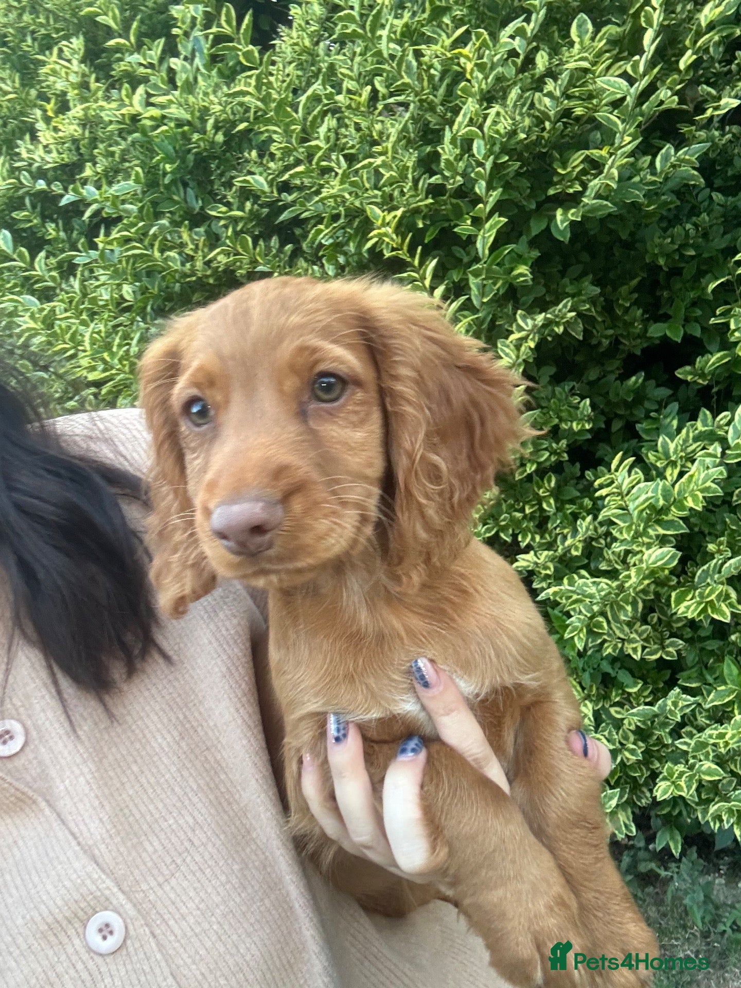 Cocker Spaniel dogs Working Cocker Spaniel Puppies - Advert 15