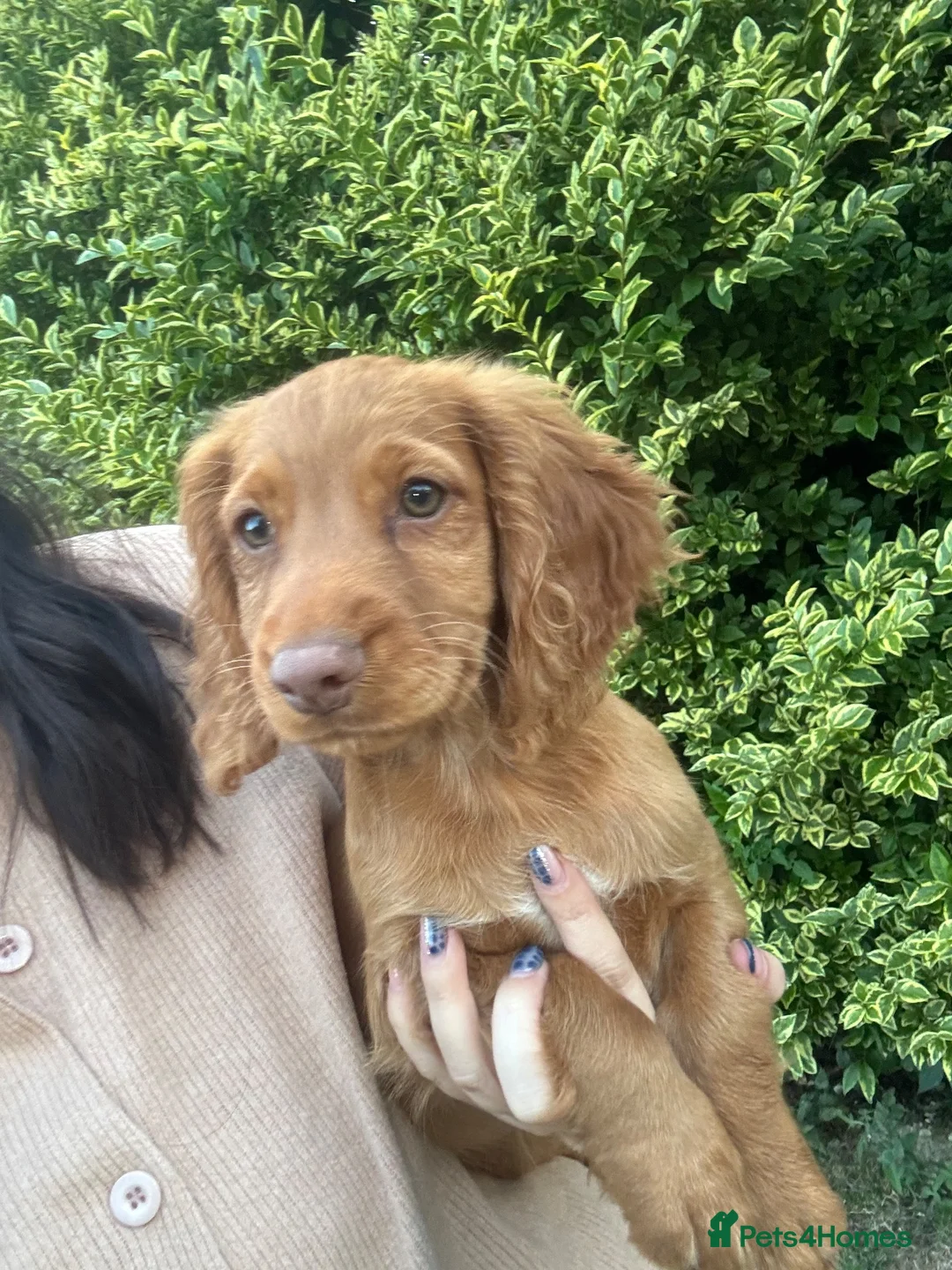 Cocker Spaniel dogs for sale: Working Cocker Spaniel Puppies - Advert 1