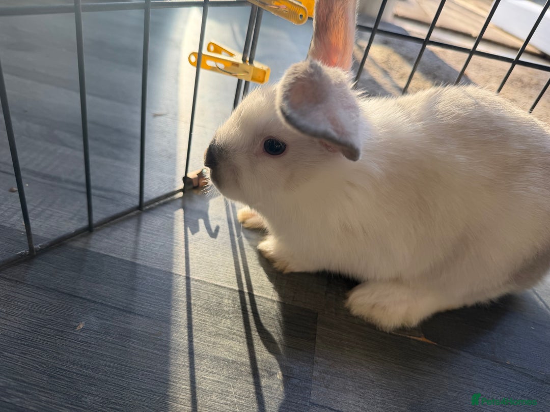 Mixed Breed rabbits for sale: Baby male rabbits  - Advert 5