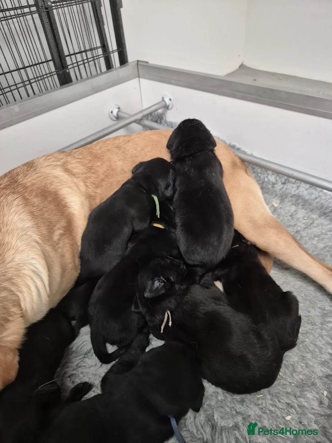 Labrador Retriever dogs for sale: FTCHxFTCH pups, internationally acclaimed parents in Belford - Advert 6