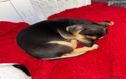Jack Russell dogs for sale: 🐾Jack Russell Puppies🐾 - Image 12