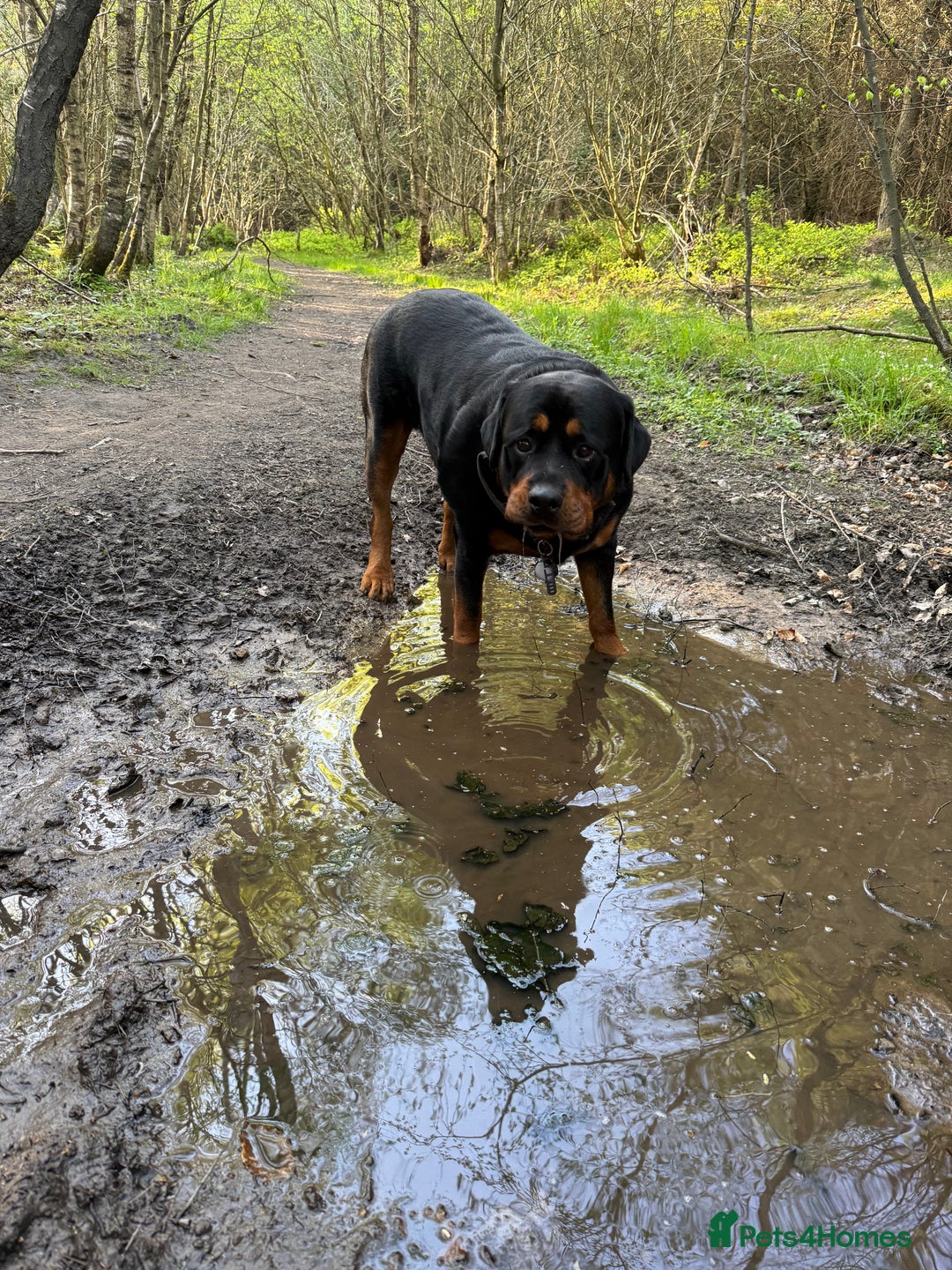 Rottweiler dogs for sale: 3 year old rottie - Image 9