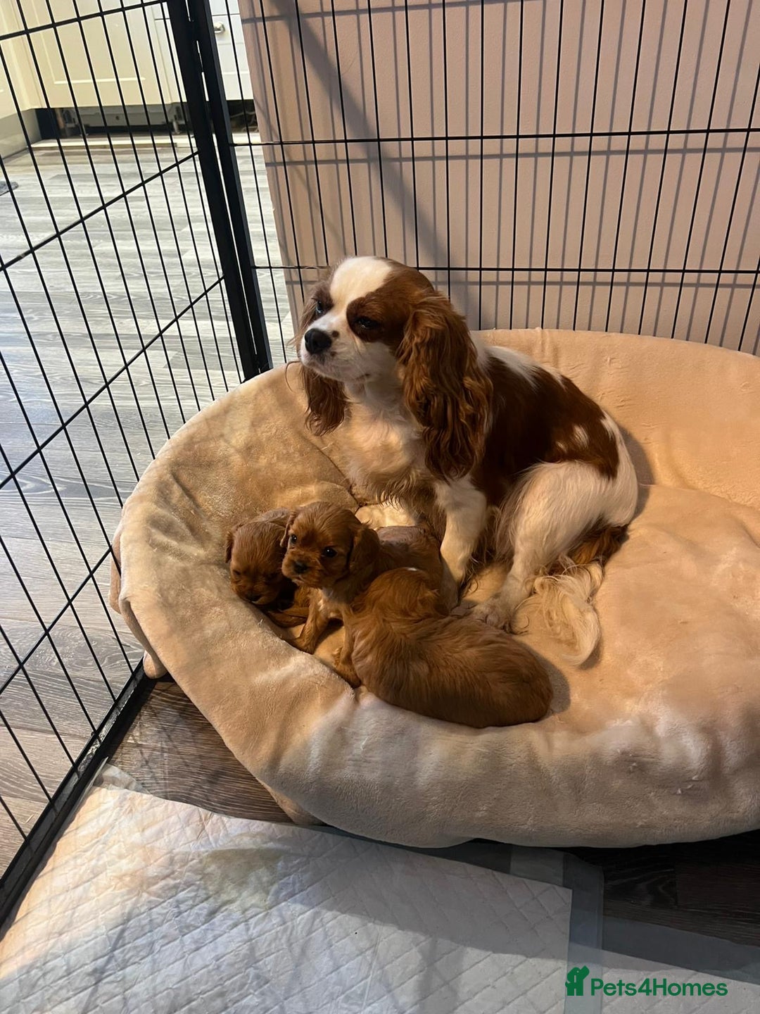 Cavalier King Charles Spaniel dogs for sale: ❤️KC REGISTERED HEALTH CLEAR CAVALIER PUPPIES❤️ - Advert 11