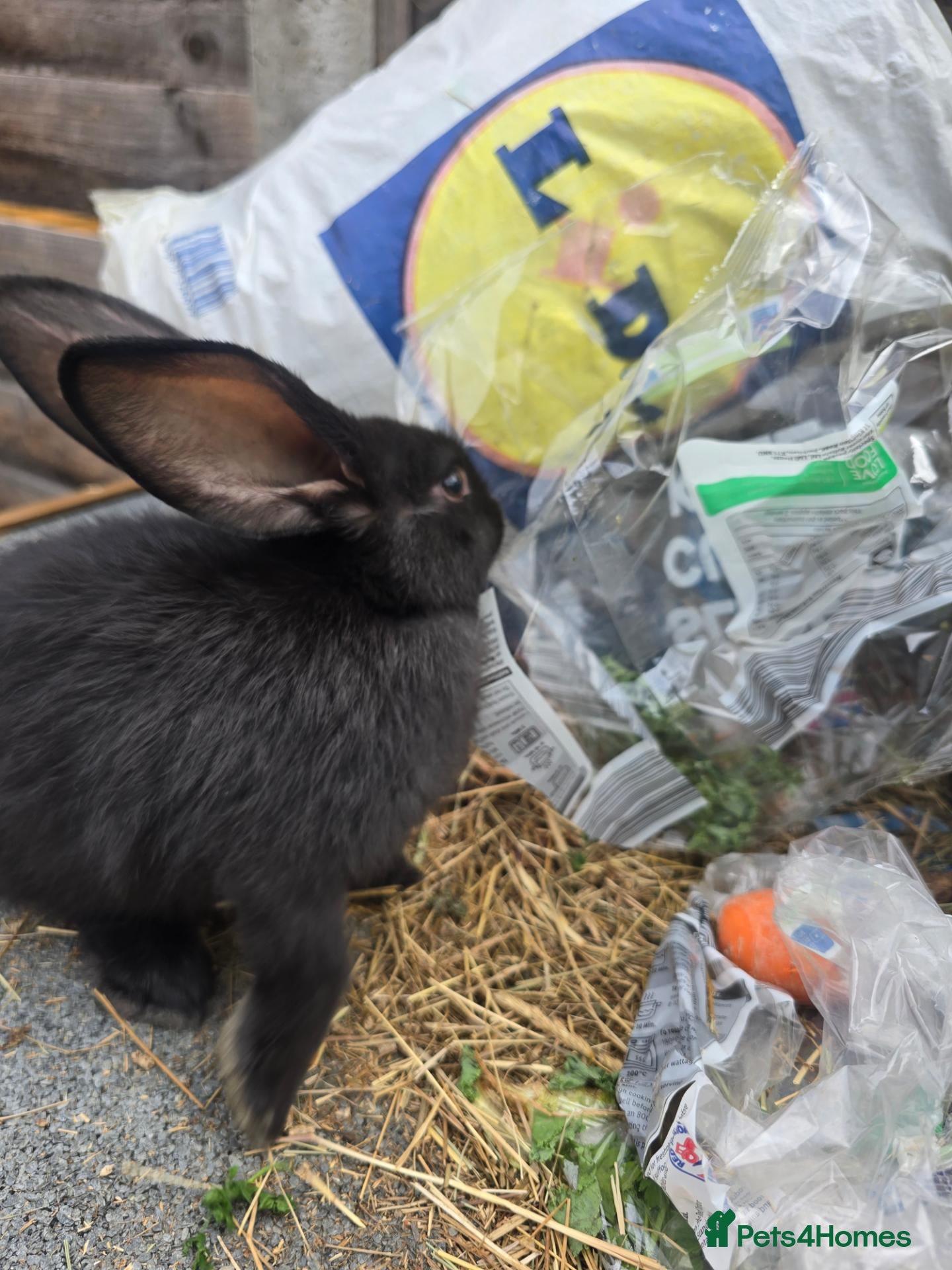 Continental Giant rabbits Continental Giant Rabbit Kits Bookings Now Open 🐰 - Advert 2