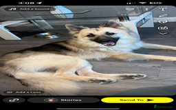 Mixed Breed dogs for sale: King and Eden German shepherd  - Image 2