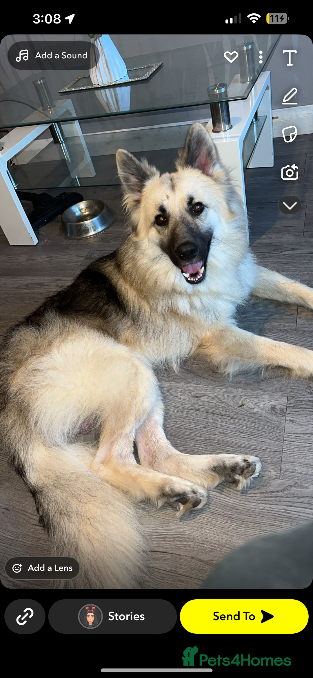 Mixed Breed dogs for sale: King and Eden German shepherd  - Image 2