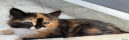 Mixed Breed cats for sale: Beautiful mixed-breed kittens! - Advert 29