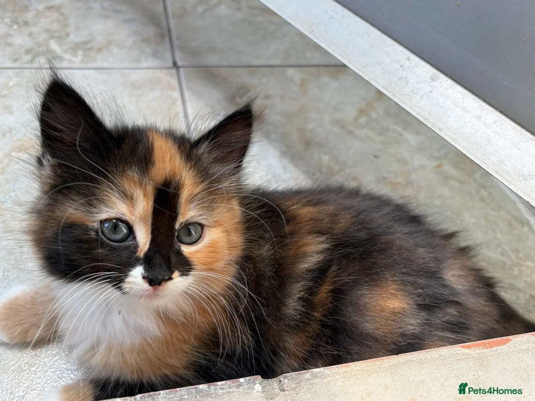 Mixed Breed cats for sale: Beautiful mixed-breed kittens! - Advert 2