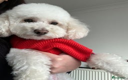 Toy Poodle dogs for stud: Gucci Toy Poodle Stud - Image 6
