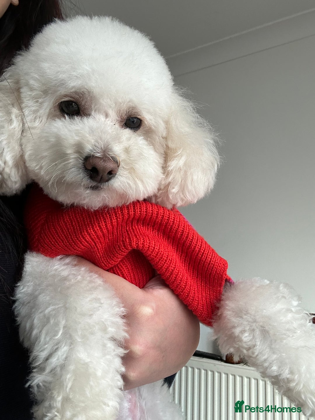 Toy Poodle dogs for stud: Gucci Toy Poodle Stud - Image 6