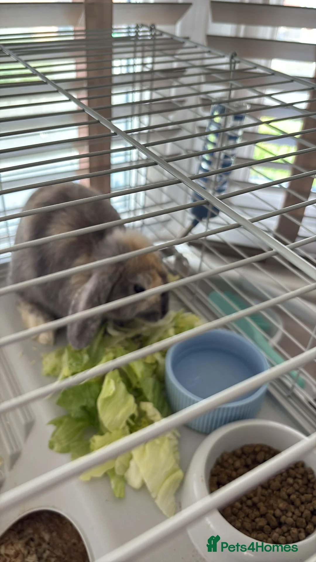 Cashmere Lop rabbits for sale: Beautiful lop eared bunny HOUSE RABBIT - Advert 4