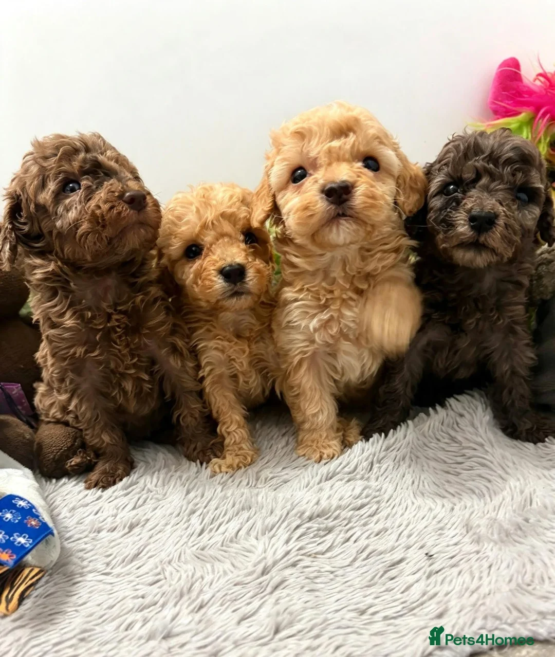Poodle dogs for sale: Miniature poodle pups dna clear merle and apricot in Alford - Advert 1