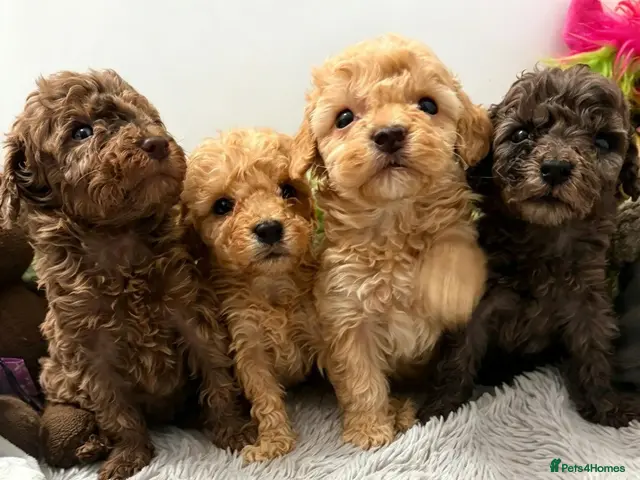 Miniature Poodle dogs Miniature poodle pups dna clear merle and apricot - Advert 1