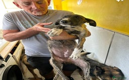 Mixed Breed dogs for adoption: Myrtle - Norwich Norfolk  - Image 3