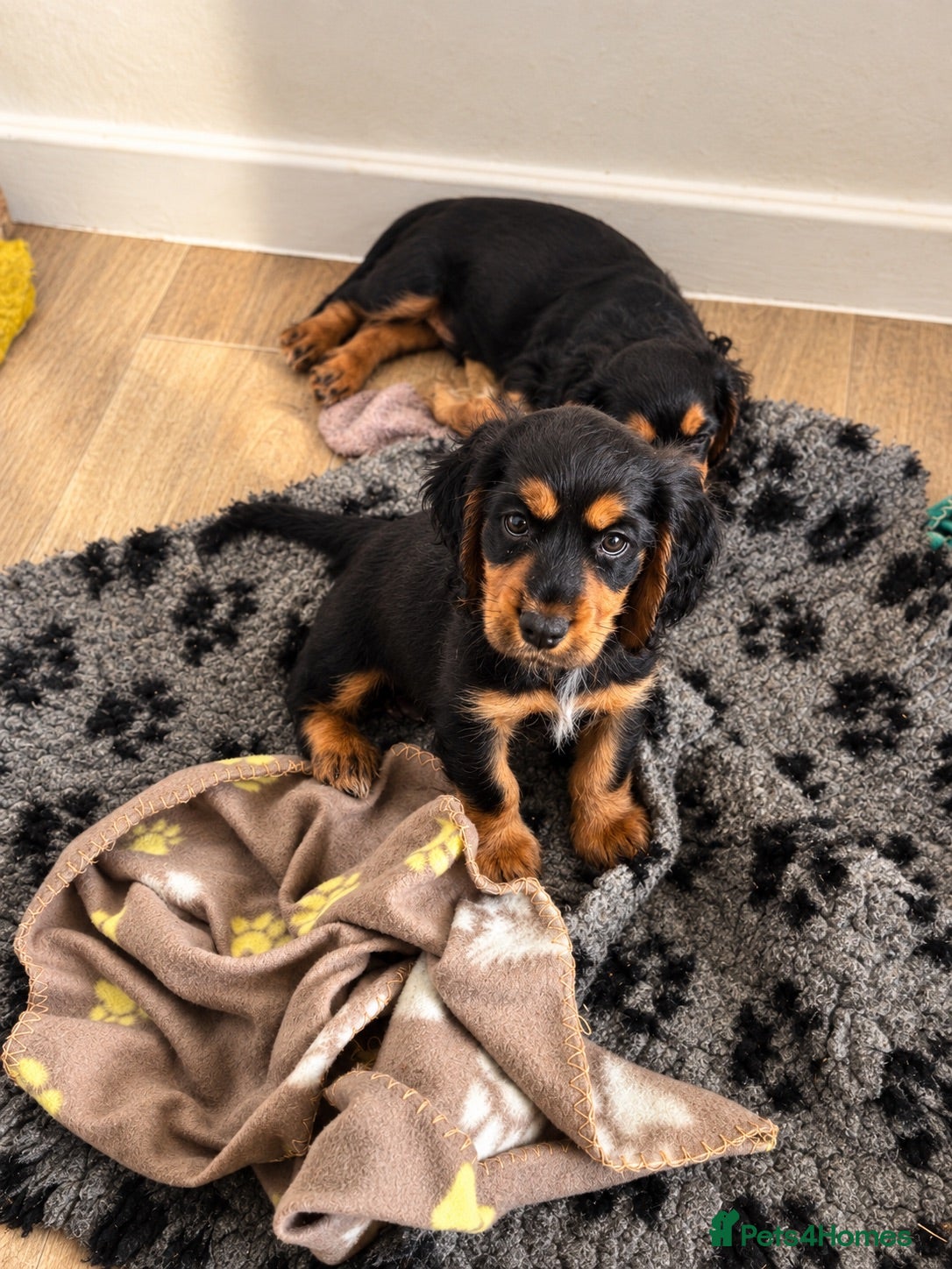 Cocker Spaniel dogs Tri coloured cocker spaniel puppies  - Advert 11