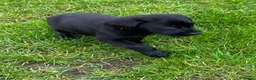 Labrador Retriever dogs for sale: kc registered labrador pups in Stafford - Advert 19