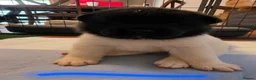Akita dogs for sale: KC registered American Akita puppies - Advert 25