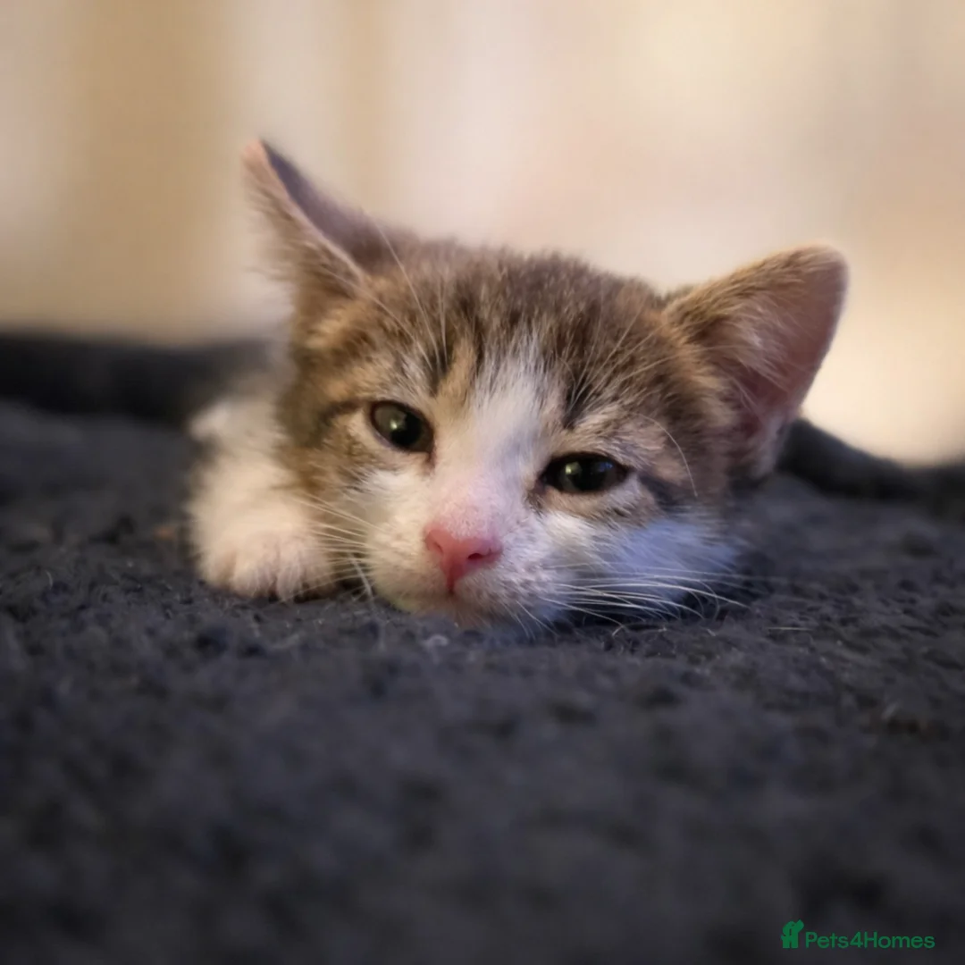 Mixed Breed cats for sale: Kittens - Advert 2