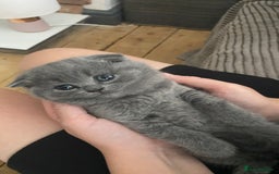 Scottish Fold cats for sale: Scottish fold kittens - Image 4
