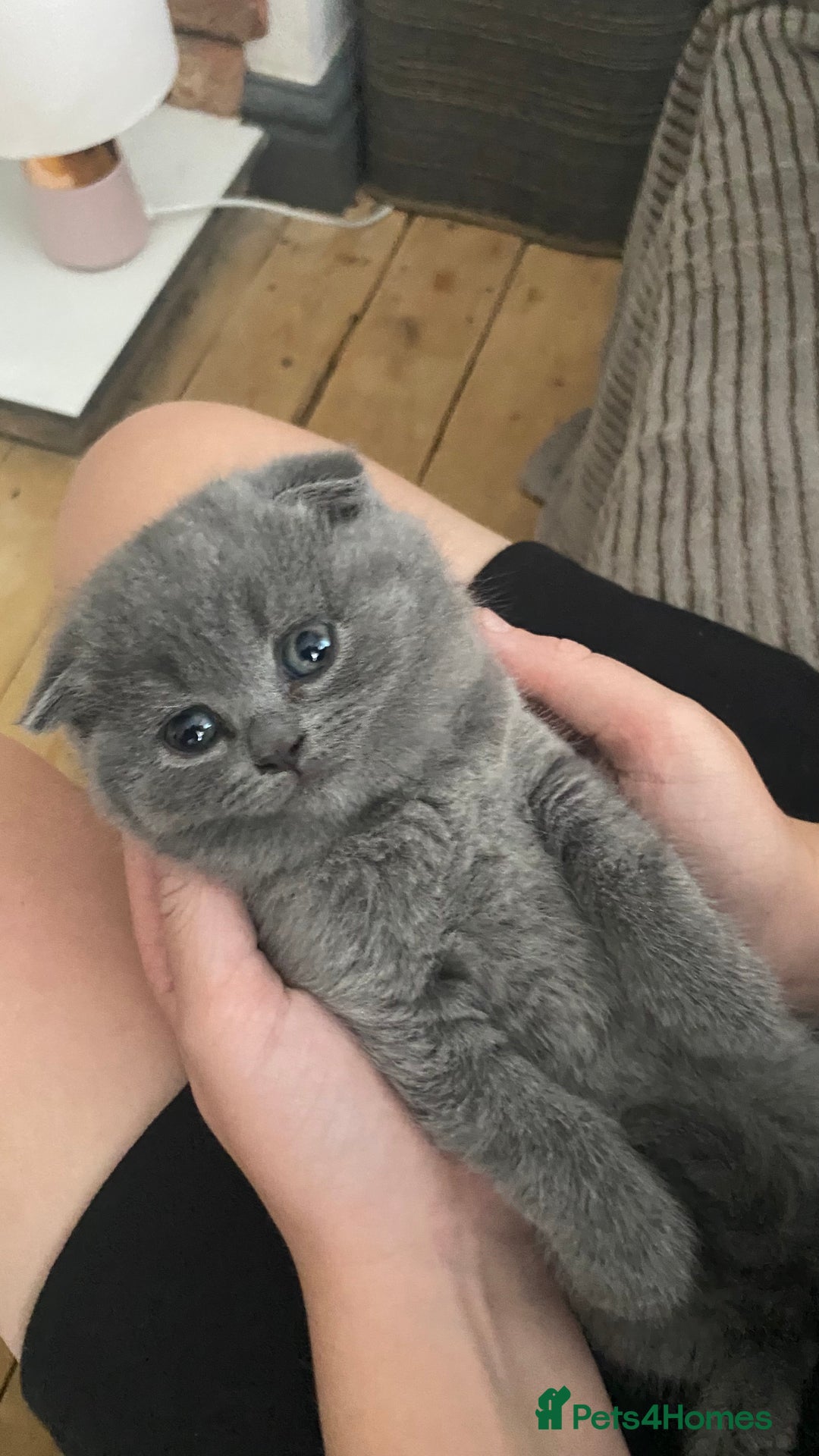 Scottish Fold cats for sale: Scottish fold kittens - Image 4