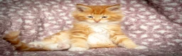 Maine Coon cats for sale: Beautiful Maine Coon Kittens - Advert 40