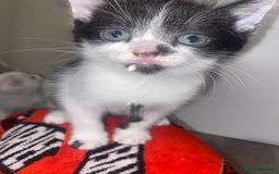 Domestic Shorthair cats for sale: Male/female kittens - Image 4