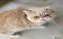 Persian cats for sale: Fluffy Persian Exotic kittens - Image 12