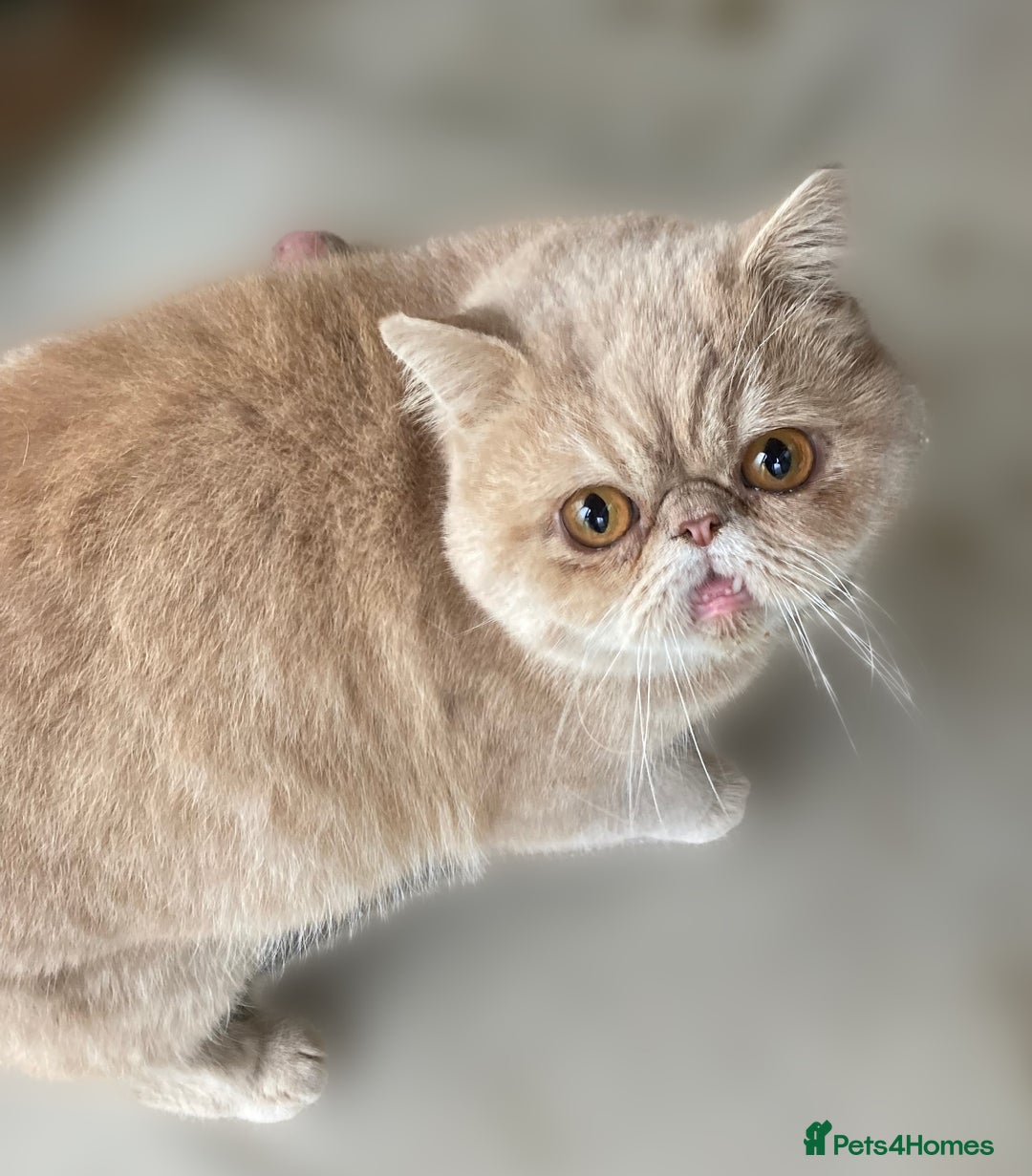 Persian cats for sale: Fluffy Persian Exotic kittens - Image 12