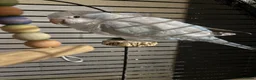 Parakeets birds for sale: Hand reared, talking, cuddly Quaker parrot  in Middlesbrough - Advert 16