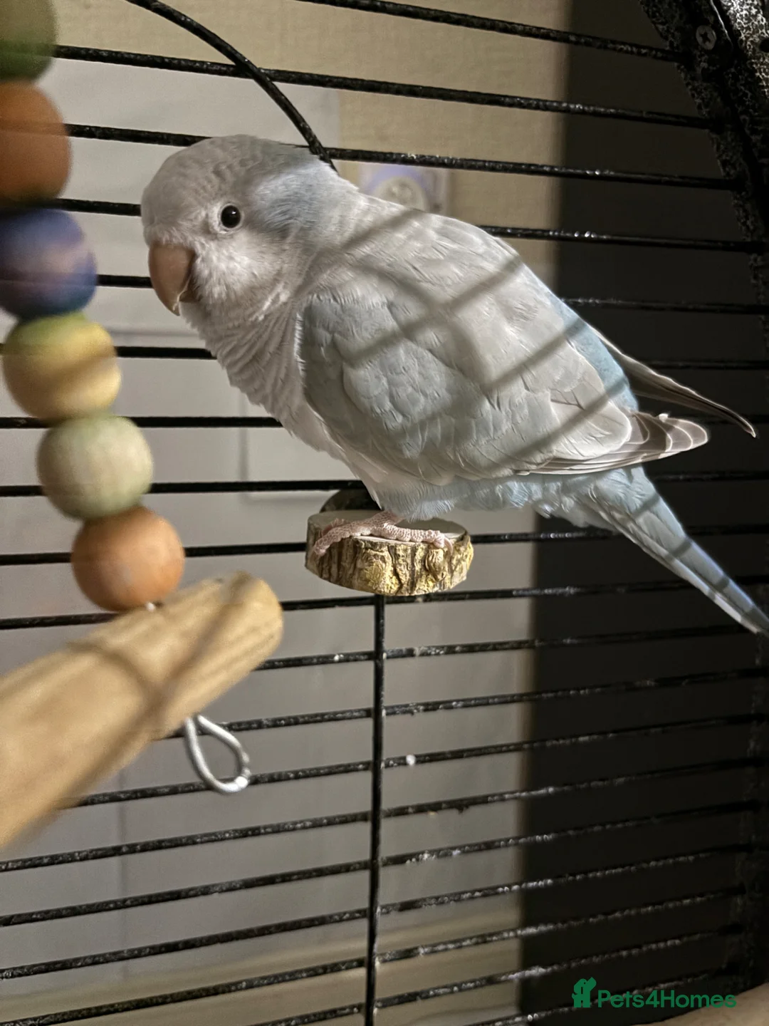Parakeets birds for sale: Hand reared, talking, cuddly Quaker parrot  in Middlesbrough - Advert 16