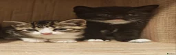 Mixed Breed cats for sale: 💖 Gorgeous British Shorthair Mix Kittens –  🐾 in Peterborough - Advert 5