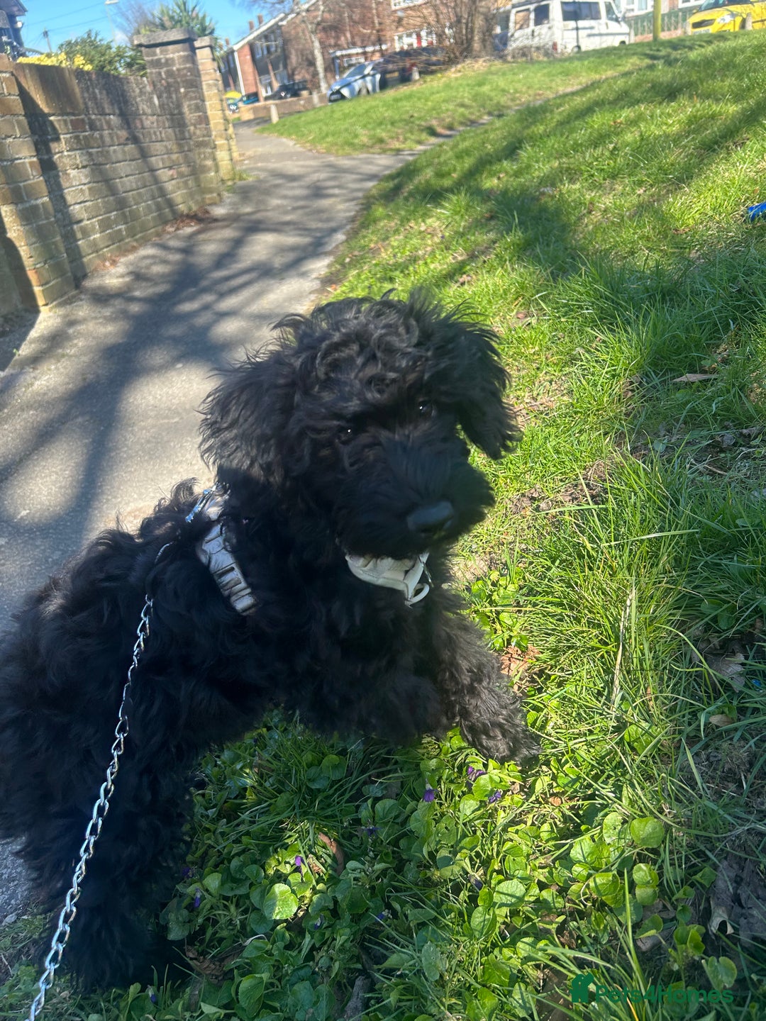 Cockapoo dogs for sale: Winston the Cockapoo - Image 6