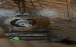 Rat rodents for sale: ❗️URGENT REHOMING❗️4 Female Rats - Image 2