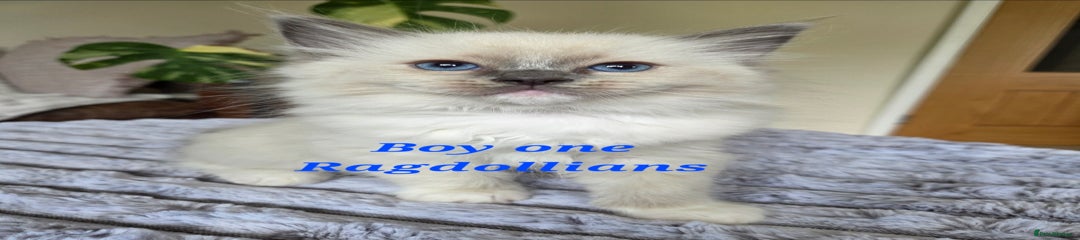 Ragdoll Kitten 1