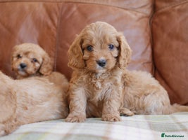 Miniature Cavapoo puppies for sale | Pets4Homes