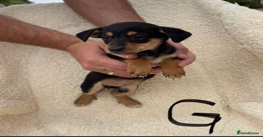 Mixed Breed dogs - Advert 5