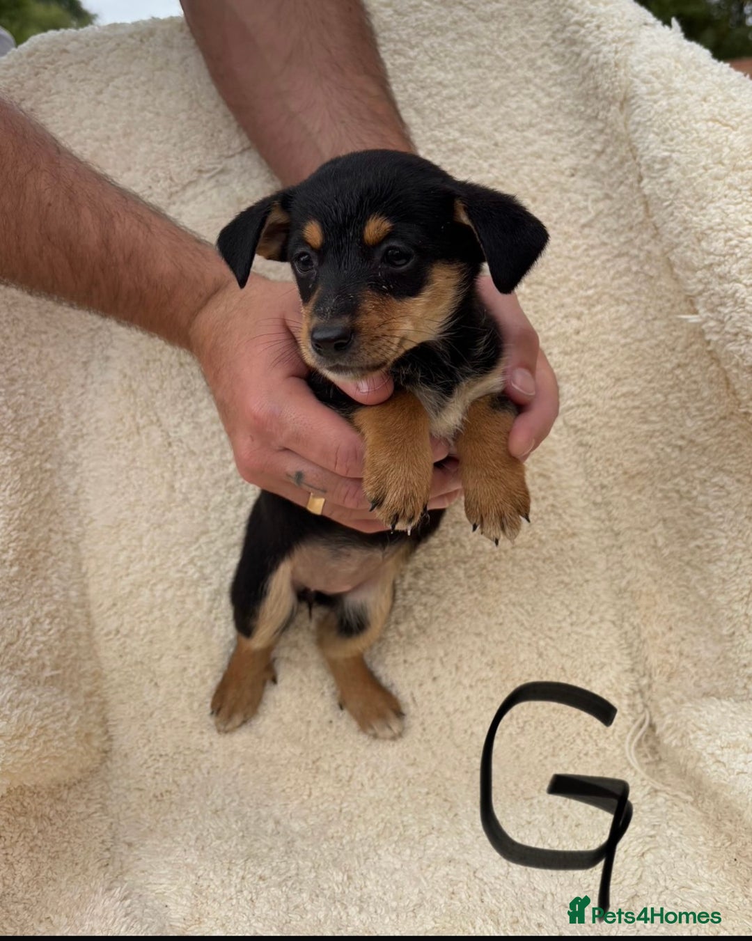 Mixed Breed dogs for sale: Dachshund x jack russle pups   - Image 3