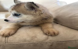 Siberian Husky dogs for sale: 5 Syberrian Husky puppies - Image 2